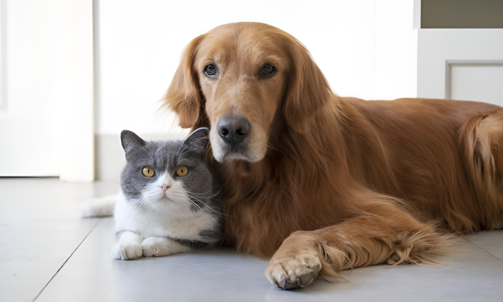 Is Pet Insurance Worth It For Older Dogs & Cats? 2025 Insights