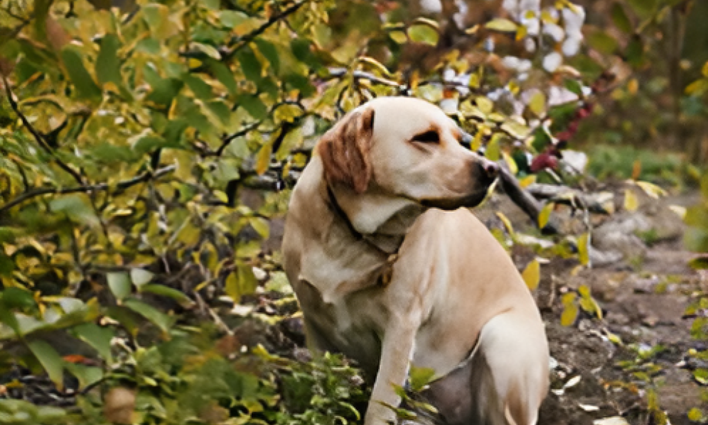 Labrador Retriever Pet Insurance In The USA (2025 Guide)